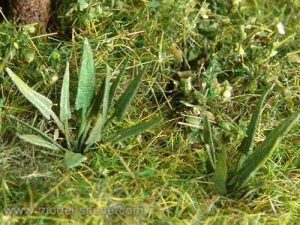 jelení jazyk Model Scene vg4-006