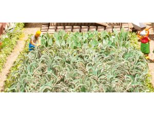 sada zeleninová zahrada Noch 14107