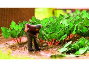 rebarbora 6ks - doprodej Noch 14108