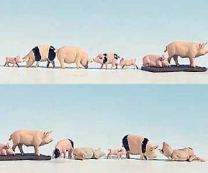 prasata 15ks Noch 15712