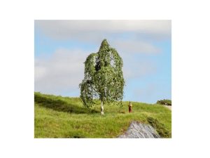 bříza převislá Noch 20121