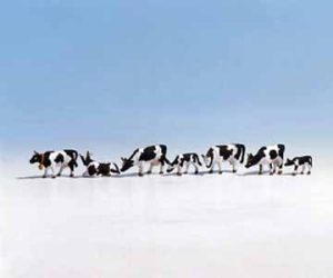 krávy černo-bílé Noch 45721