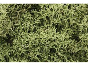 islandský mech jarní Woodland Scenics L161