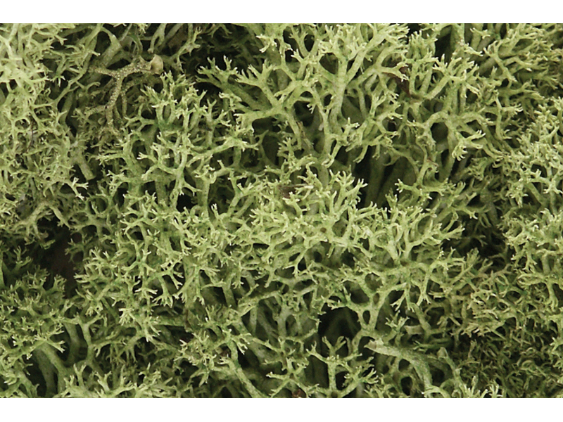 islandský mech jarní Woodland Scenics L161