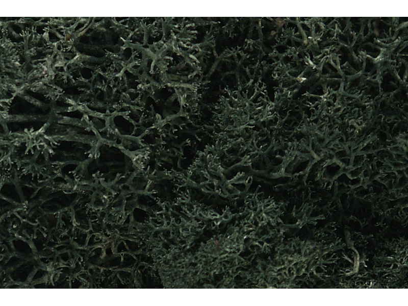 islandský mech tmavě zelený Woodland Scenics L164