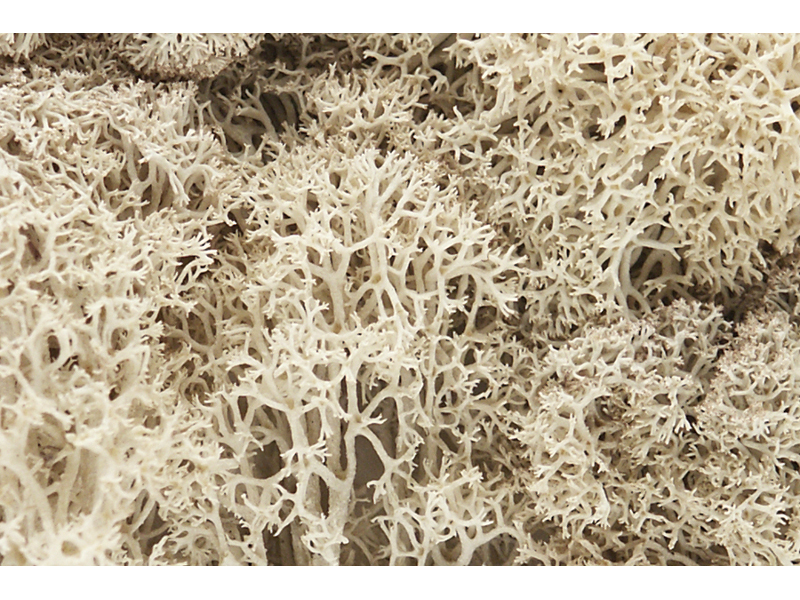 islandský mech přírodní bílý Woodland Scenics L166